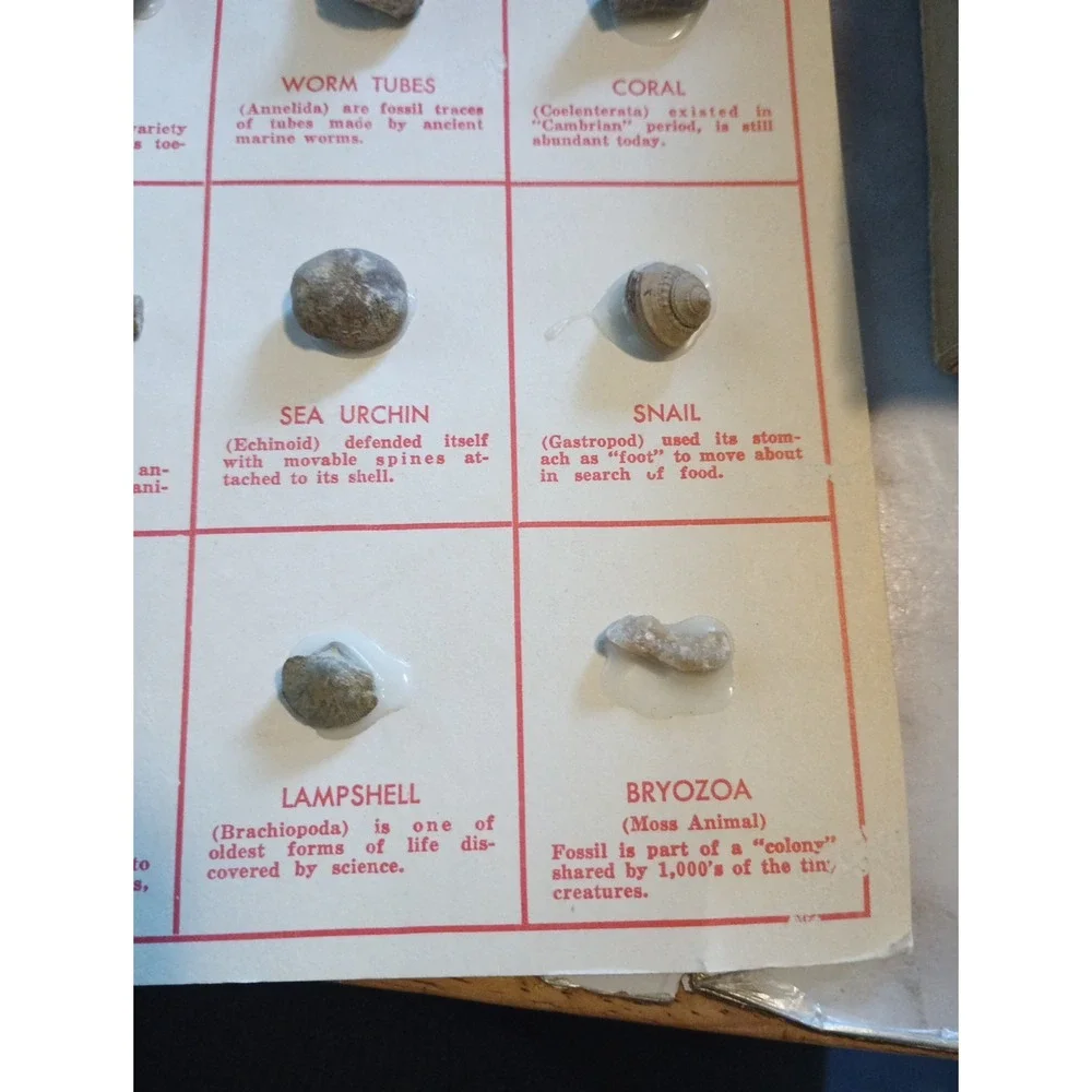 Vintage Nature Programa‎ Prehistoric Life Flowering Trees and Shrubs Collectible - Picture 10 of 16